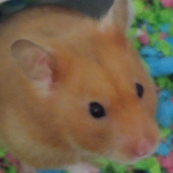 Meet your Posher, Lexie - Picture 1 of 3